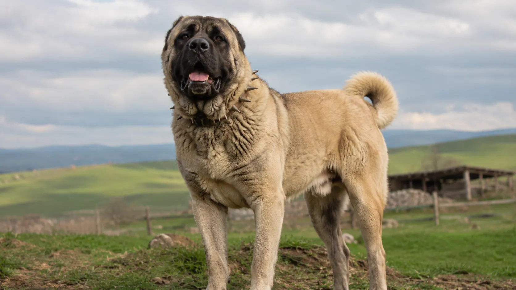 What Canine Has the Strongest Bite